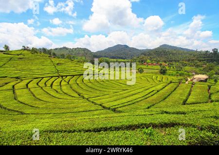 Piantagione di tè a Rancabali, Ciwidey, Bandung, Giava occidentale, Indonesia. Foto Stock