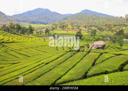 Piantagione di tè a Rancabali, Ciwidey, Bandung, Giava occidentale, Indonesia. Foto Stock