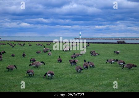 Un gregge di oche canadesi pascolano su un lussureggiante campo verde con lo sfondo di un cielo nuvoloso e le calme acque del lago Michigan sulla riva di Milwaukee. Foto Stock