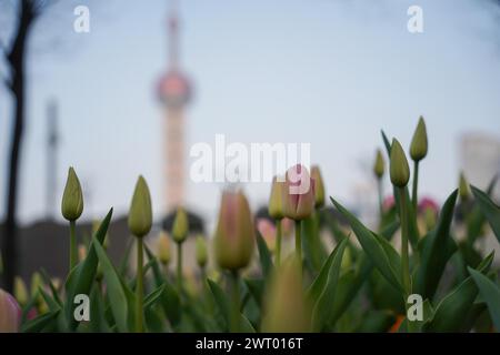 Fiori di tulipani in fiore sul Bund attirano turisti a Shanghai, Cina, 12 marzo 2024. Foto Stock