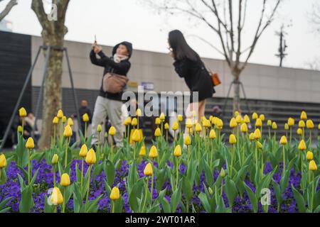 Fiori di tulipani in fiore sul Bund attirano turisti a Shanghai, Cina, 12 marzo 2024. Foto Stock