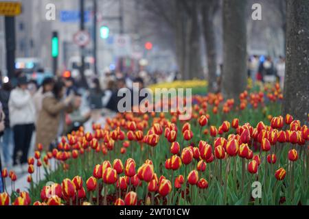 Fiori di tulipani in fiore sul Bund attirano turisti a Shanghai, Cina, 12 marzo 2024. Foto Stock