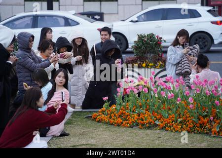 Fiori di tulipani in fiore sul Bund attirano turisti a Shanghai, Cina, 12 marzo 2024. Foto Stock