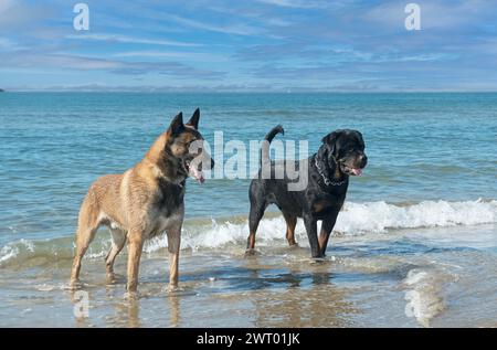 giovane rottweiler e malinois sulla spiaggia Foto Stock