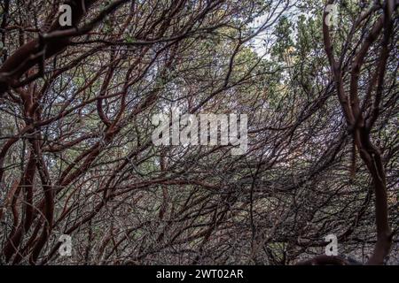 Arbutus menziesii o sottobosco del madrone del Pacifico in California. Foto Stock