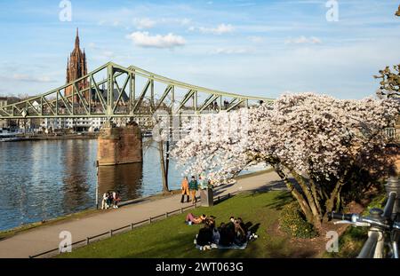 Francoforte, Germania. 14 marzo 2024. Le persone potranno trascorrere del tempo libero sotto gli alberi in fiore sulla riva del fiume meno a Francoforte, Germania, 14 marzo 2024. Crediti: Zhang fan/Xinhua/Alamy Live News Foto Stock