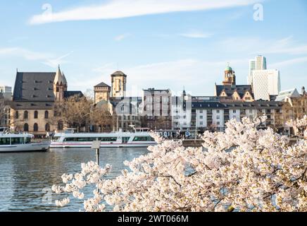 Francoforte, Germania. 14 marzo 2024. Questa foto scattata il 14 marzo 2024 mostra fiori sulla riva del fiume meno a Francoforte, Germania. Crediti: Zhang fan/Xinhua/Alamy Live News Foto Stock