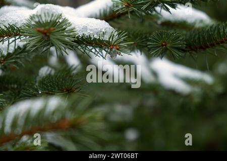 Abete rosso ramo neve. Texture naturale invernale. Un ramo innevato in primo piano in un parco invernale. Sfondo per il design, carte di Natale. Il concetto di Foto Stock