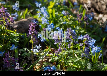 Un prato primaverile di fiori. Gocce di neve blu e creste viola fiorite nella foresta primaverile. La luce solare intensa illumina la cancellazione. Una leggera brezza Foto Stock