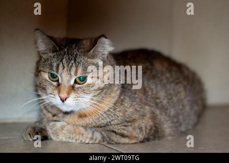 Un piccolo gatto tricolore che dorme sul pavimento da vicino Foto Stock