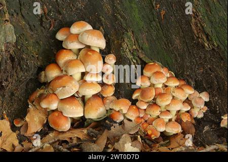 Testa di zolfo rosso mattone (Hypholoma lateritium, Hypholoma sublateritium), Renania settentrionale-Vestfalia, Germania Foto Stock