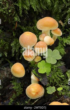 Testa di zolfo rosso mattone (Hypholoma lateritium, Hypholoma sublateritium), Renania settentrionale-Vestfalia, Germania Foto Stock