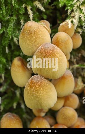 Mica Tintling (Coprinellus micaceus, Coprinus micaceus), Renania settentrionale-Vestfalia, Germania Foto Stock