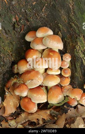 Testa di zolfo rosso mattone (Hypholoma lateritium, Hypholoma sublateritium), Renania settentrionale-Vestfalia, Germania Foto Stock