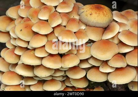 Tufo di zolfo (Hypholoma fasciculare), Nord Reno-Westfalia, Germania Foto Stock