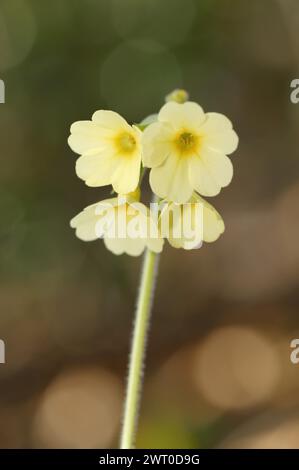 Vero oxlip (Primula elatior) in primavera, Renania settentrionale-Vestfalia, Germania Foto Stock