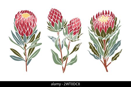 Serie di illustrazioni botaniche di fiori di protea. Illustrazione Vettoriale