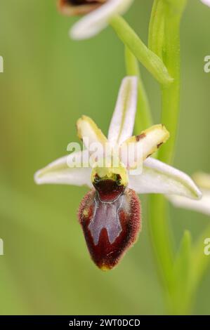 Ragwort in splendore (Ophrys splendida), fiore, Provenza, Francia meridionale Foto Stock