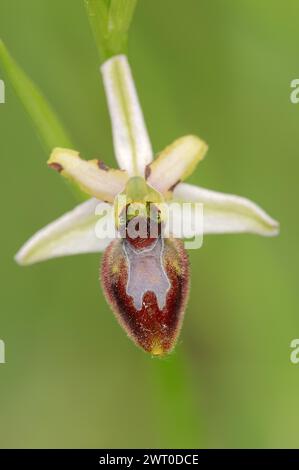 Ragwort in splendore (Ophrys splendida), fiore, Provenza, Francia meridionale Foto Stock