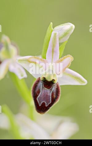 Ragwort in splendore (Ophrys splendida), fiore, Provenza, Francia meridionale Foto Stock