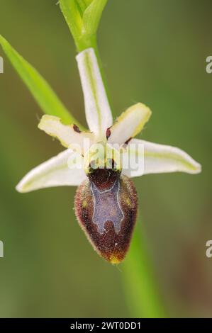 Ragwort in splendore (Ophrys splendida), fiore, Provenza, Francia meridionale Foto Stock