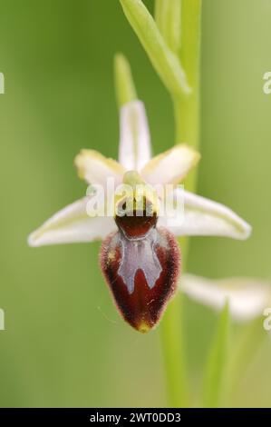 Ragwort in splendore (Ophrys splendida), fiore, Provenza, Francia meridionale Foto Stock