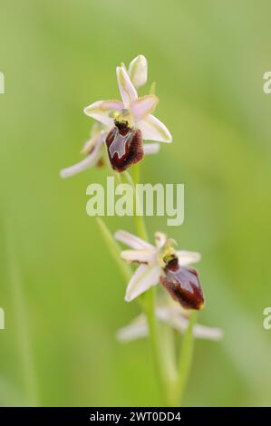 Ragwort in splendore (Ophrys splendida), fiori, Provenza, Francia meridionale Foto Stock