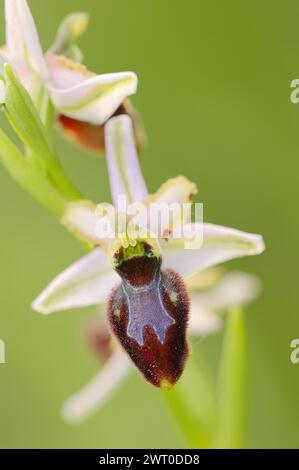 Ragwort in splendore (Ophrys splendida), fiore, Provenza, Francia meridionale Foto Stock