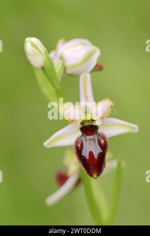 Ragwort in splendore (Ophrys splendida), fiore, Provenza, Francia meridionale Foto Stock