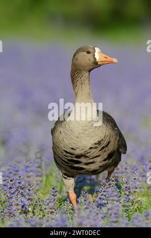 Oca dalla parte bianca della Groenlandia o oca dalla parte bianca della Groenlandia (Anser albifrons flavirostris), in cattività, che si verificano in Groenlandia Foto Stock