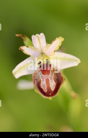 Ragwort in splendore (Ophrys splendida), fiore, Provenza, Francia meridionale Foto Stock