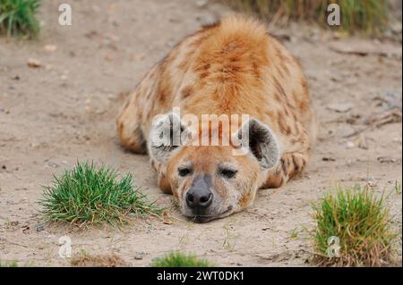 Iena maculata o iena maculata (Crocuta crocuta), prigioniera, che si verifica in Africa Foto Stock