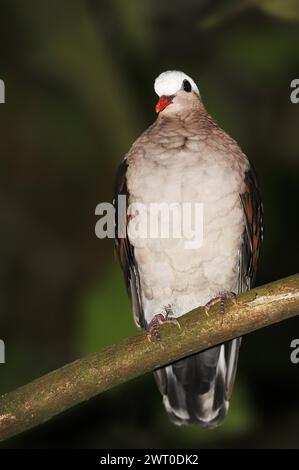 Piccione lucido con tappo grigio o colomba smeraldo comune (Chalcophaps indica), in cattività, presente in Asia e Australia Foto Stock