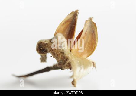 Faggio comune (Fagus sylvatica), faggi su sfondo bianco Foto Stock