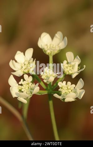 Arto mediterraneo (Tordylium apulum), fiori, Provenza, Francia meridionale Foto Stock