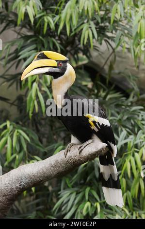 Buceros bicornis (Buceros bicornis), maschio, prigioniero, presenza in Asia Foto Stock