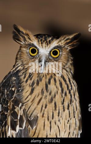 Gufo di pesce della sonda o gufo di pesce malese (Ketupa ketupu, bubo ketupu), ritratto, prigioniero, presenza in Asia Foto Stock