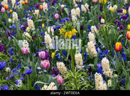 L'abbondanza di colori e profumi di varie specie di fiori che fioriscono nel giardino primaverile Foto Stock