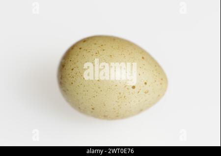 Quaglia nana cinese (Synoicus chinensis, Coturnix chinensis), uovo, uovo di quaglia su sfondo bianco Foto Stock