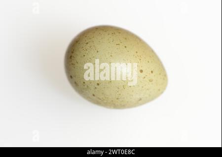 Quaglia nana cinese (Synoicus chinensis, Coturnix chinensis), uovo, uovo di quaglia su sfondo bianco Foto Stock