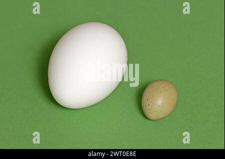 Quaglia nana cinese (Synoicus chinensis, Coturnix chinensis), uovo e uovo di gallina, pollo domestico (Gallus gallus domesticus) su sfondo verde Foto Stock