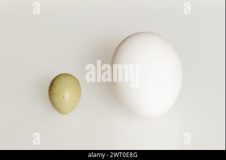 Quaglia nana cinese (Synoicus chinensis, Coturnix chinensis), uovo e uovo di gallina, pollo domestico (Gallus gallus domesticus) su sfondo bianco Foto Stock