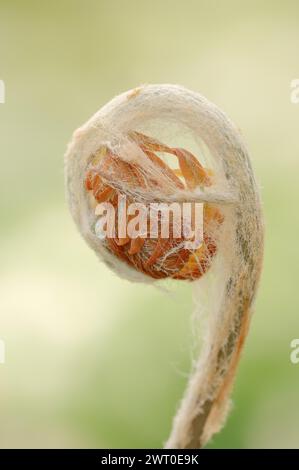 Felce di cannella (Osmundastrum cinnamomeum, Osmunda cinnamomea), comparsa di foglie in primavera, piante ornamentali, Renania settentrionale-Vestfalia, Germania Foto Stock