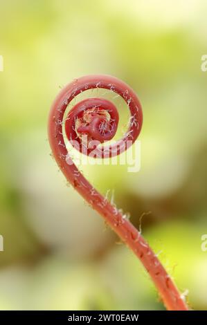 Felce per ruote di pavone o felce di maidenhair settentrionale (Adiantum pedatum), comparsa di foglie in primavera, piante ornamentali, Renania settentrionale-Vestfalia, Germania Foto Stock