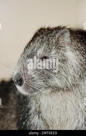 L'hutia di Desmarest (Capromys pilorides), prigioniera, che si verifica a Cuba Foto Stock