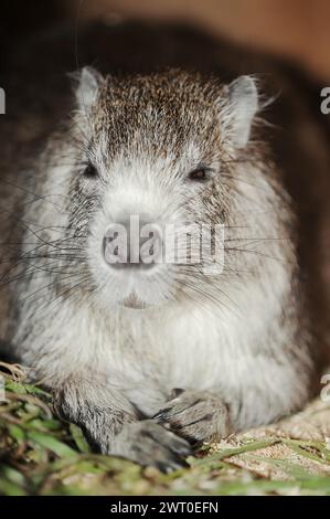 L'hutia di Desmarest (Capromys pilorides), prigioniera, che si verifica a Cuba Foto Stock