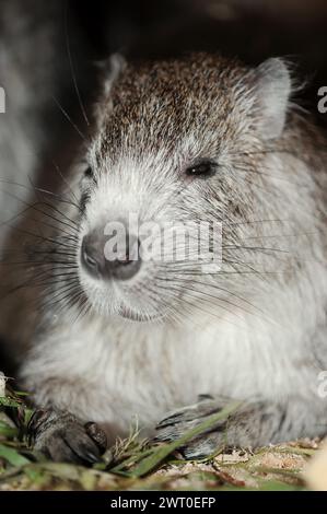 L'hutia di Desmarest (Capromys pilorides), prigioniera, che si verifica a Cuba Foto Stock