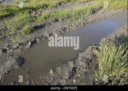 Rospo di Natterjack (Epidalea calamita, Bufo calamita), tadpoles in a puddle, Renania settentrionale-Vestfalia, Germania Foto Stock