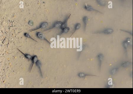 Rospo di Natterjack (Epidalea calamita, Bufo calamita), tadpoles in a puddle, Renania settentrionale-Vestfalia, Germania Foto Stock