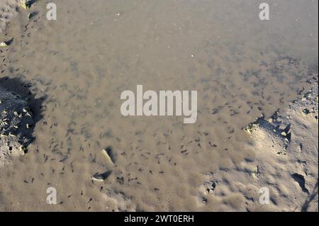 Rospo di Natterjack (Epidalea calamita, Bufo calamita), tadpoles in a puddle, Renania settentrionale-Vestfalia, Germania Foto Stock